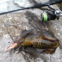 ほどほどに釣れた越前エギング